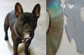 Pet of the Week! Submit your pics!